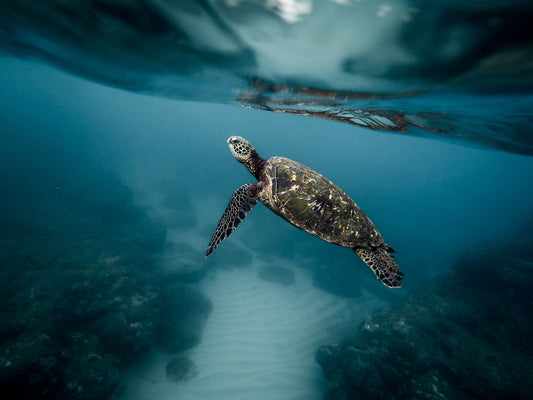 Signification du Tatouage de la Tortue : Symbole de Sagesse et de Longévité